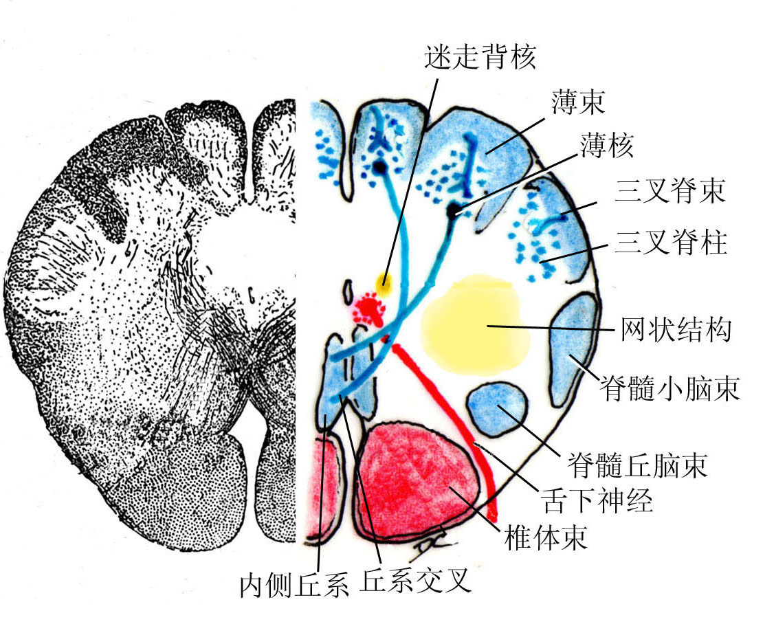 第二章：中枢神经系 - 董炘解剖教学网