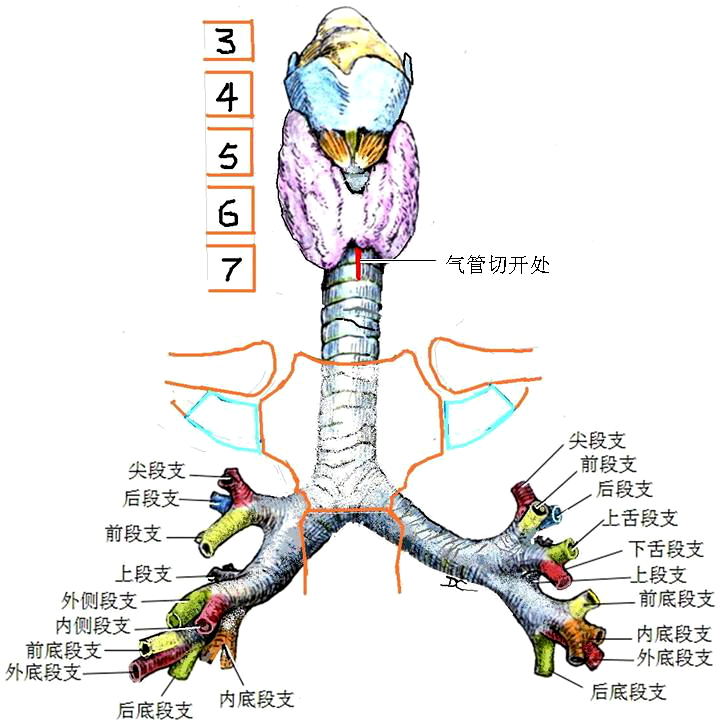 第三章:呼吸系 - 广州市苏密顿教具有限公司