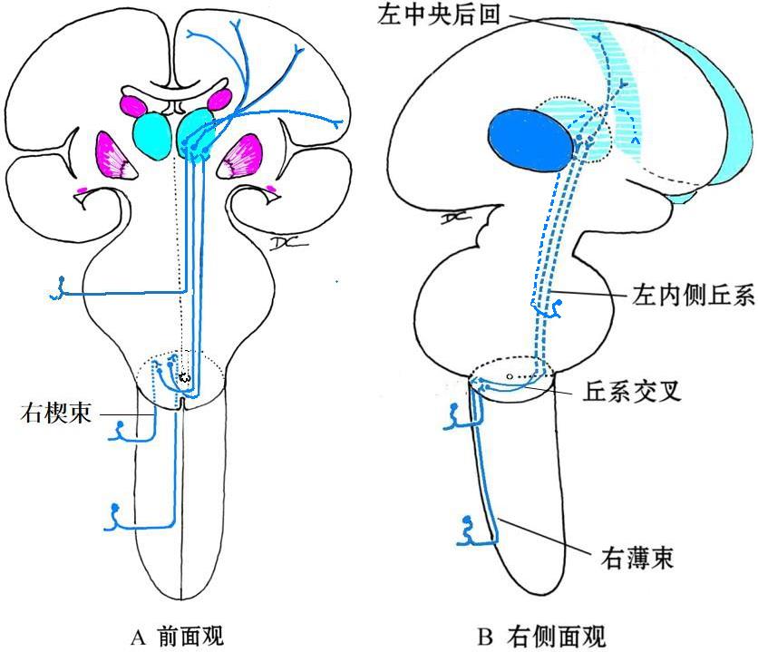 第四章：神经通路 - 董炘解剖教学网