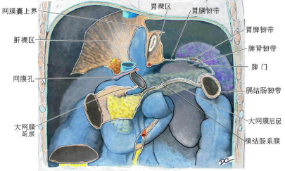 第六章：腹膜 - 董炘解剖教学网