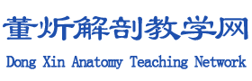 董炘解剖教学网